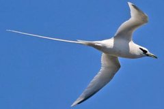 White-tailed Tropicbird White-tailed Tropicbird